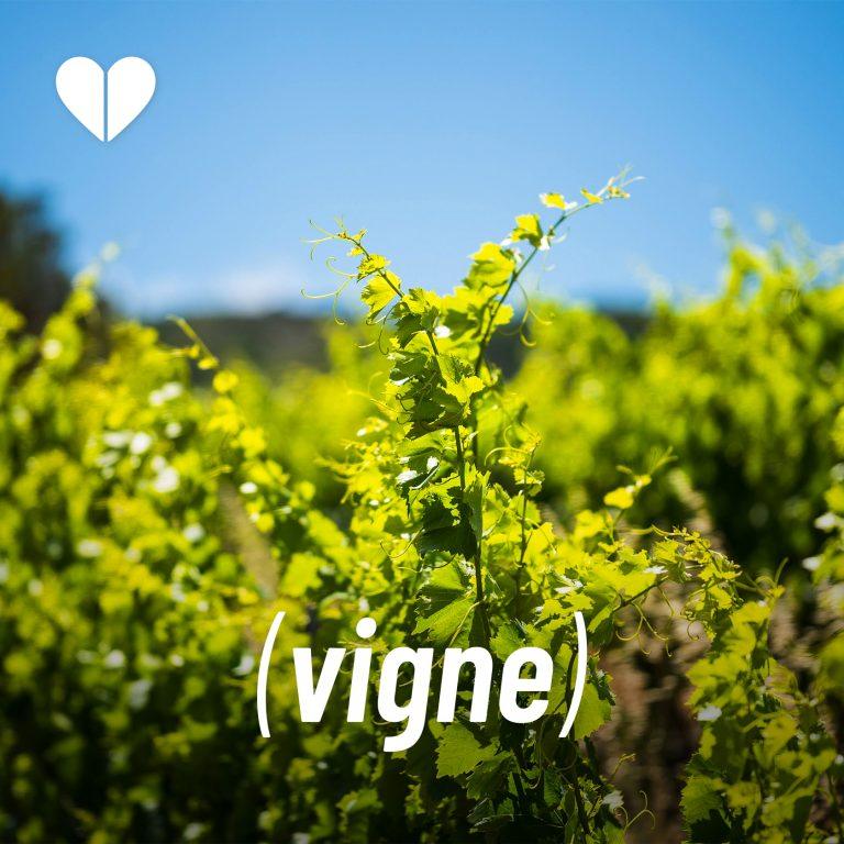 Lire la suite à propos de l’article Vigne