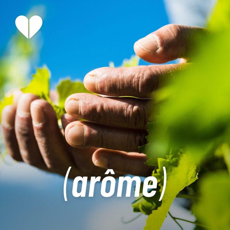 Lire la suite à propos de l’article Arôme