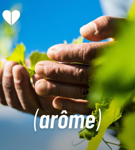 ARÔME Mains vigneron dans les vignes