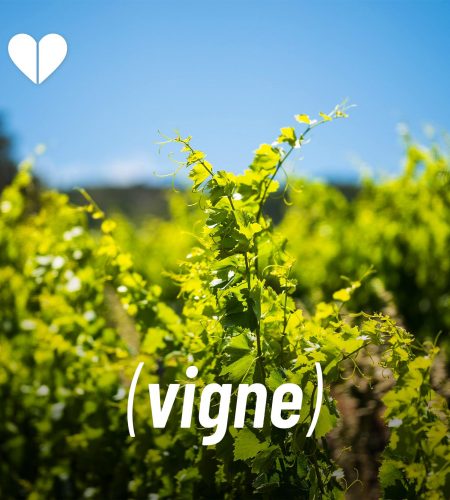 SIte Vigne AOC Fitou en Languedoc Roussillon